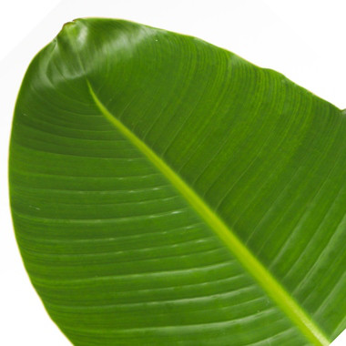 Produktabbildung - Einzelabbildung