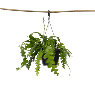 Produktabbildung - Einzelabb. / Anwendungsbsp.