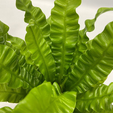 Produktabbildung - Einzelabbildung