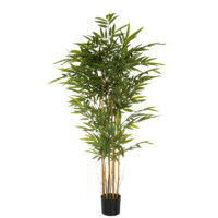 Produktabbildung - Einzelabbildung