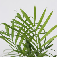 Produktabbildung - Einzelabbildung