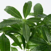 Produktabbildung - Einzelabbildung