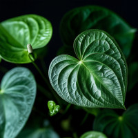 Produktabbildung - Einzelabbildung