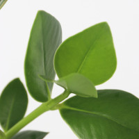 Produktabbildung - Einzelabbildung