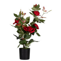 Produktabbildung - Einzelabbildung