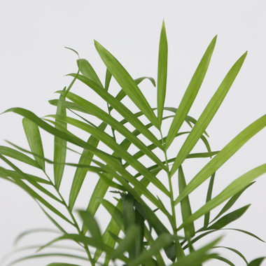 Produktabbildung - Einzelabbildung